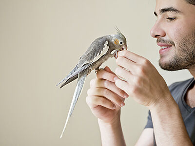 Avian Actions